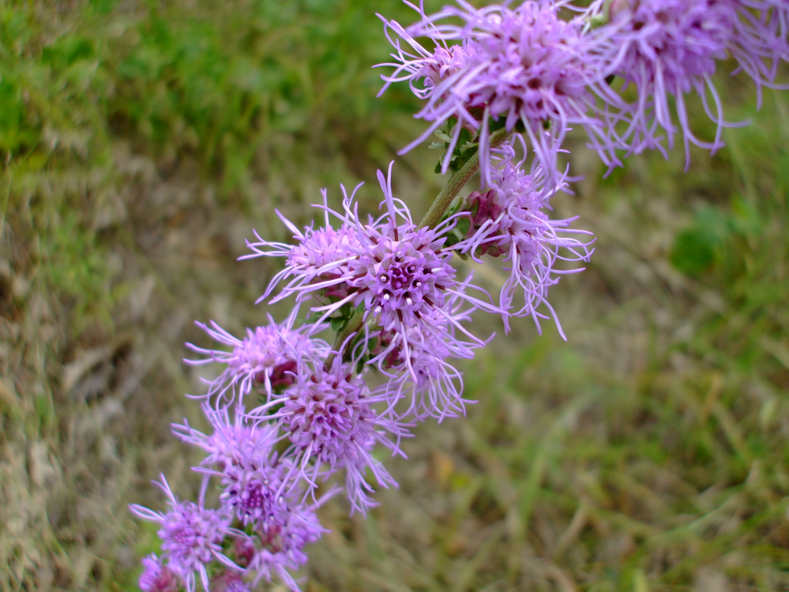 Liatris aspera